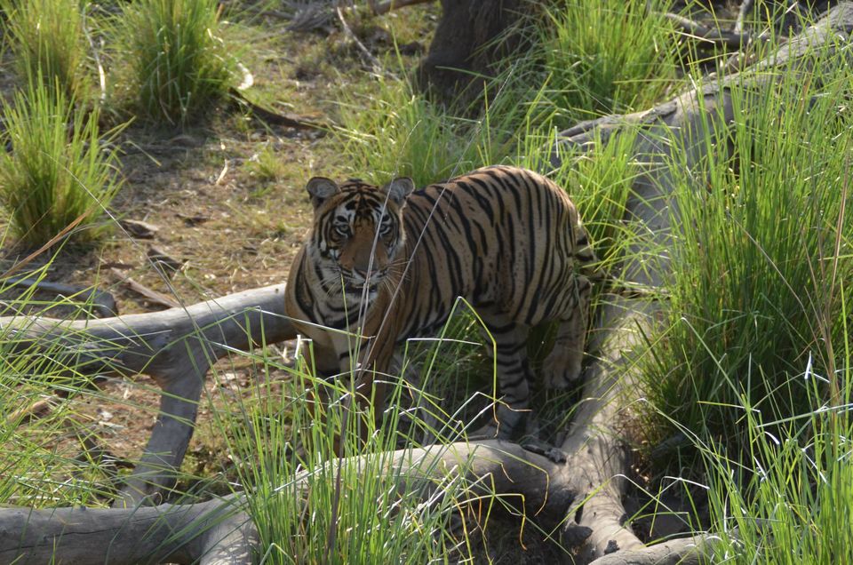 Photo of Tryst with the Tigers of Ranthambhore 14/18 by Nalin Bajaj