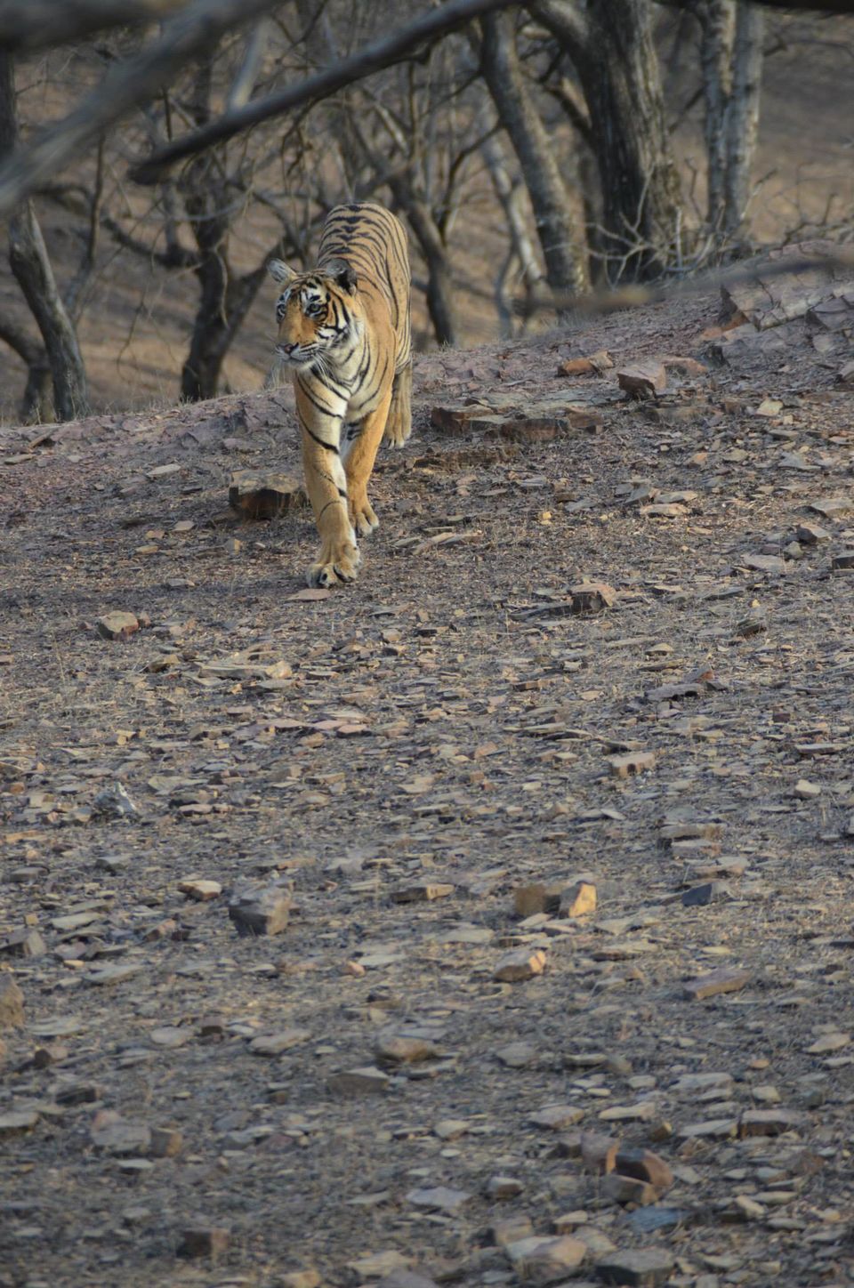Photo of Tryst with the Tigers of Ranthambhore 2/18 by Nalin Bajaj