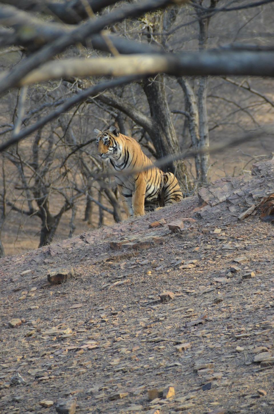 Photo of Tryst with the Tigers of Ranthambhore 1/18 by Nalin Bajaj