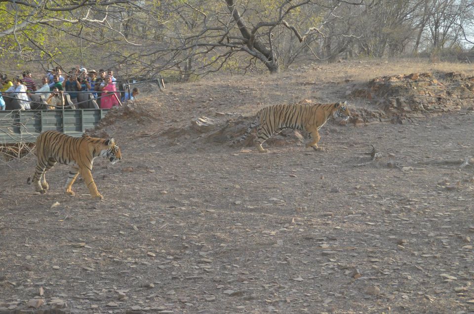 Photo of Tryst with the Tigers of Ranthambhore 4/18 by Nalin Bajaj