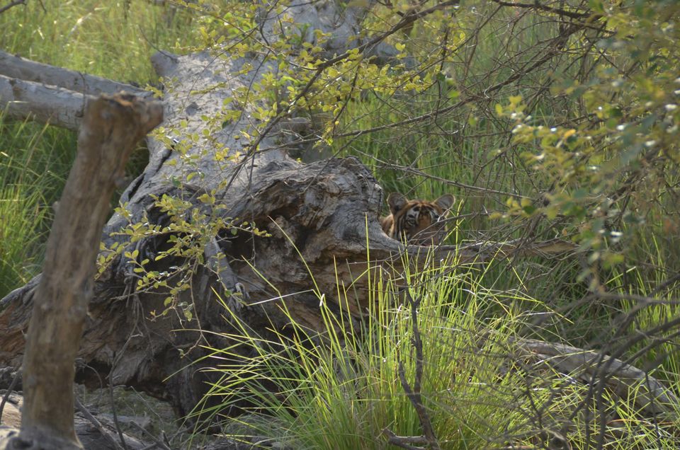 Photo of Tryst with the Tigers of Ranthambhore 5/18 by Nalin Bajaj