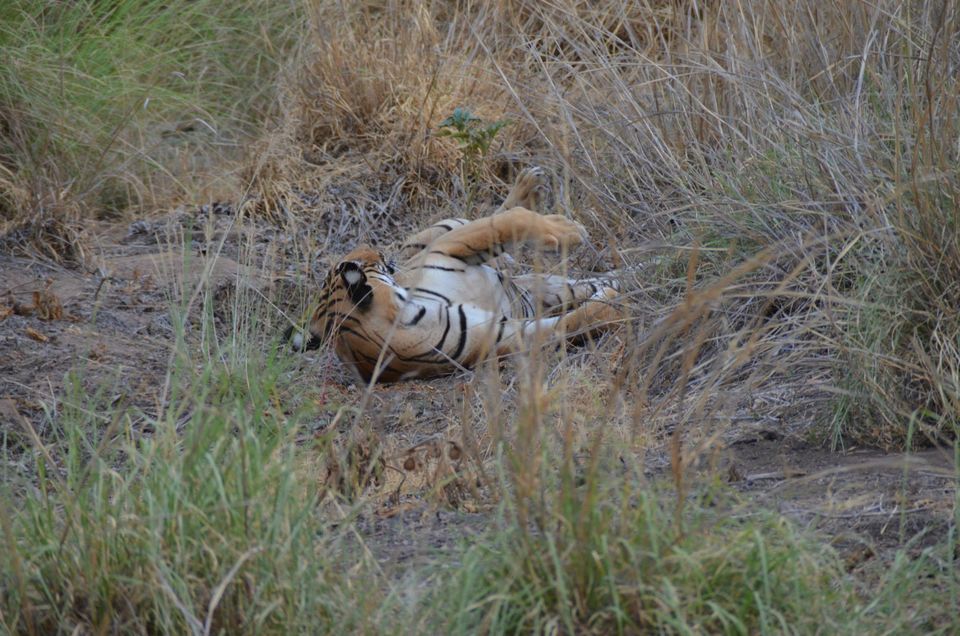 Photo of Tryst with the Tigers of Ranthambhore 16/18 by Nalin Bajaj