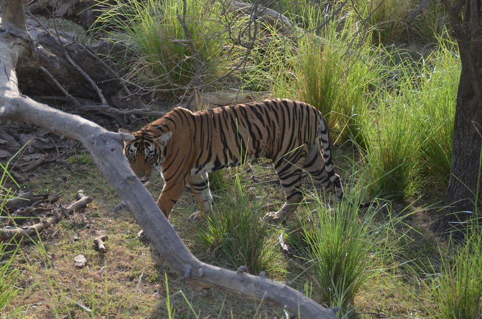 Photo of Tryst with the Tigers of Ranthambhore 7/18 by Nalin Bajaj