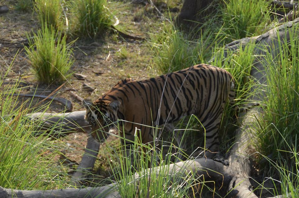 Photo of Tryst with the Tigers of Ranthambhore 12/18 by Nalin Bajaj
