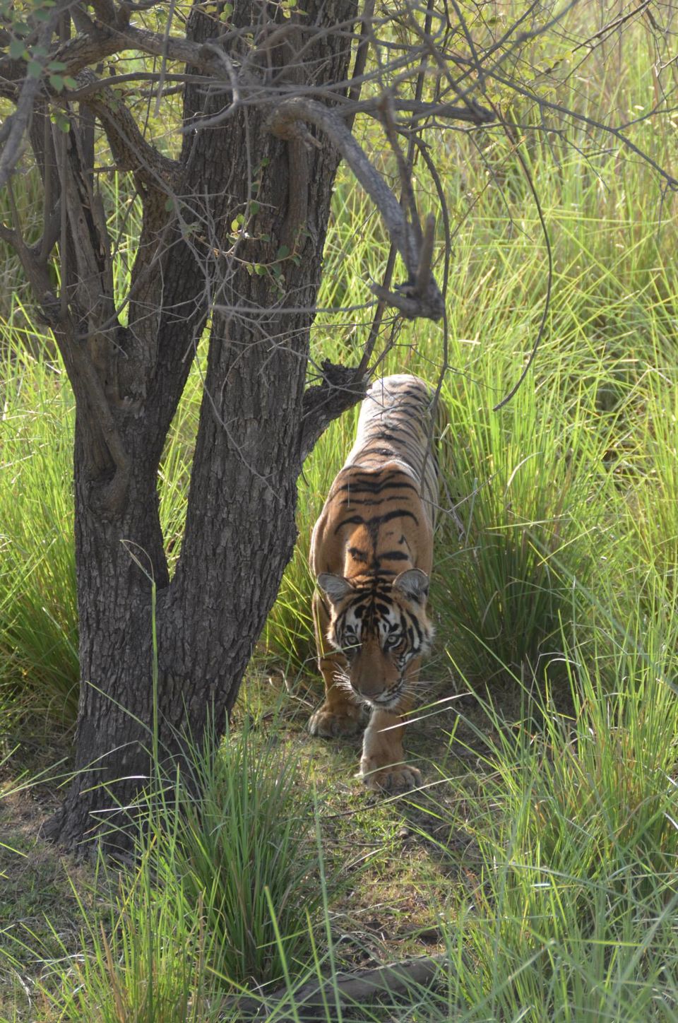 Photo of Tryst with the Tigers of Ranthambhore 6/18 by Nalin Bajaj