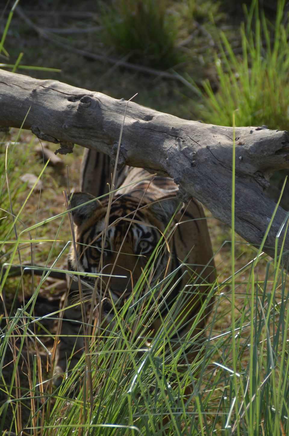 Photo of Tryst with the Tigers of Ranthambhore 10/18 by Nalin Bajaj