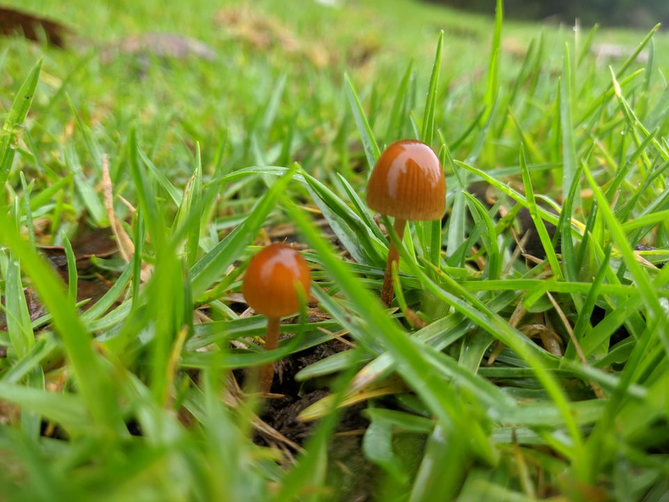 Photo of In search of the #Magic mushroms in #kodaikanal by Dr.Punith Kumar S