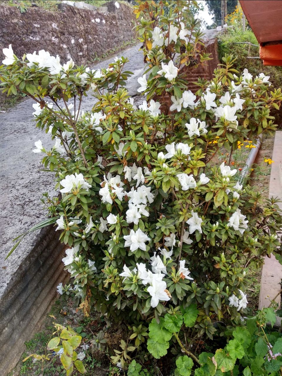 Photo of East Sikkim diaries- Trail of Three Musketeers by Debopriyo Das