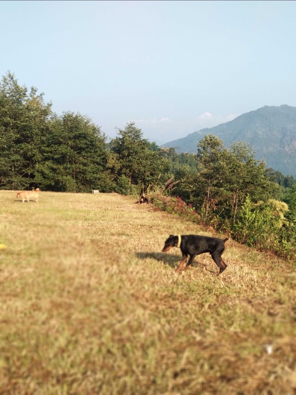 Photo of East Sikkim diaries- Trail of Three Musketeers by Debopriyo Das