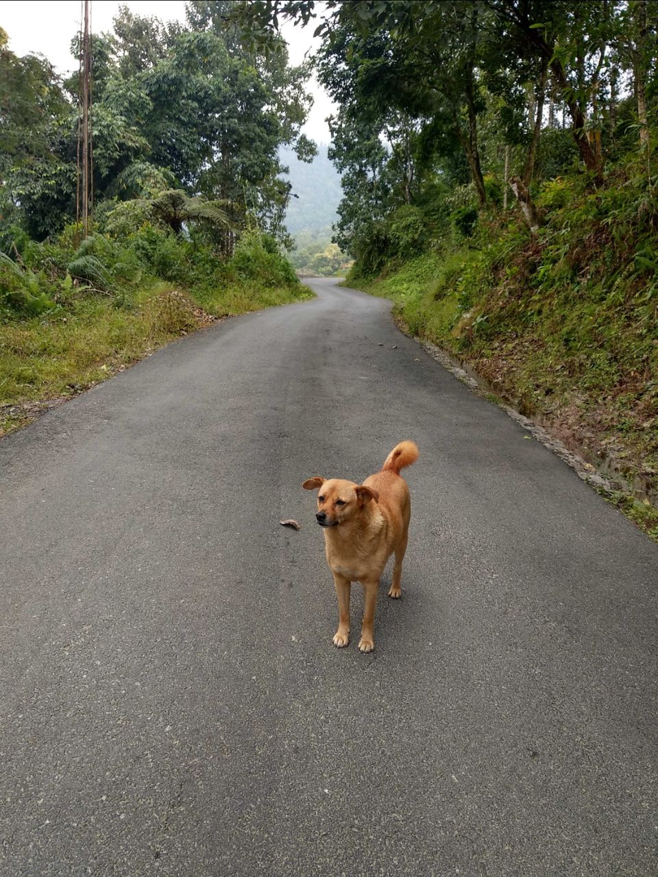 Photo of East Sikkim diaries- Trail of Three Musketeers by Debopriyo Das
