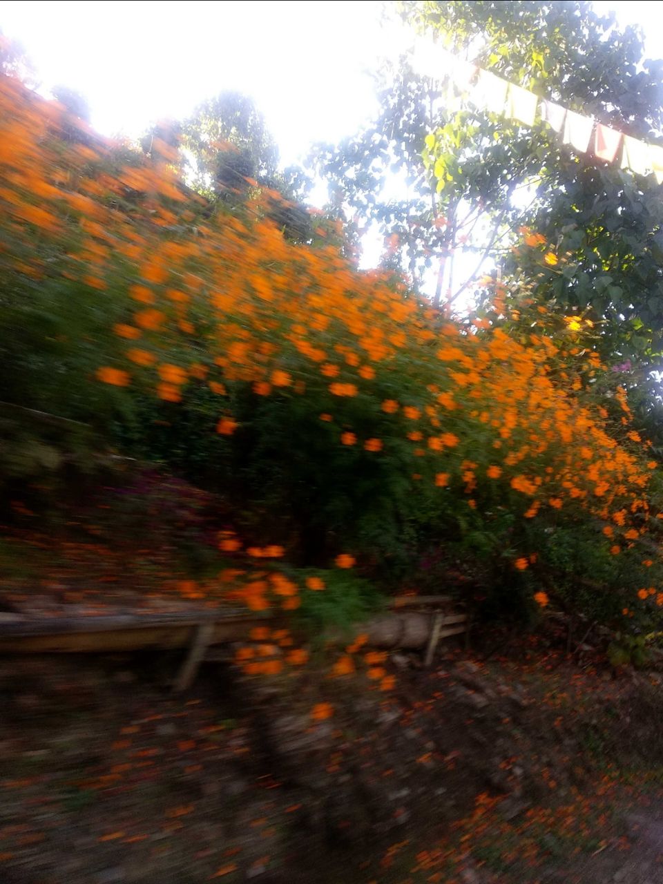 Photo of East Sikkim diaries- Trail of Three Musketeers by Debopriyo Das
