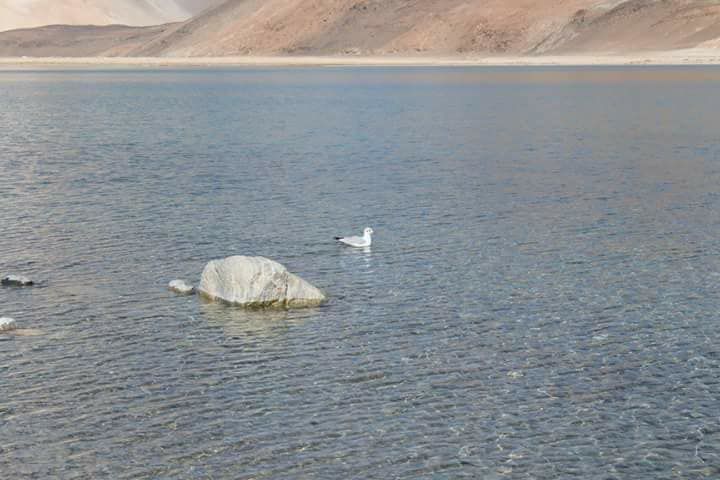 Photo of My Trip To Ladakh - The Land of High Passes 19/22 by Munu Maina