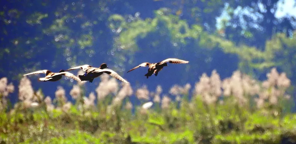 Photo of Chandubi lake, Assam by Munu Maina