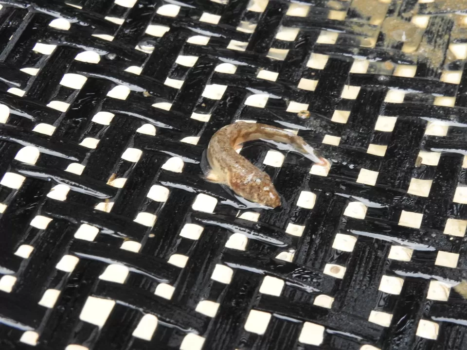 Photo of Chandubi lake, Assam by Munu Maina