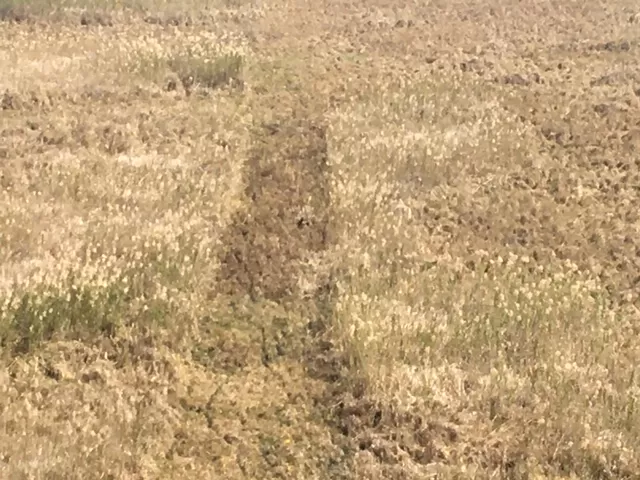 Photo of Keibul Lamjao National Park, Bishnupur, Manipur, India by Soumya Kanti Samanta