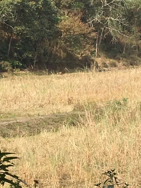 Photo of Keibul Lamjao National Park, Bishnupur, Manipur, India by Soumya Kanti Samanta