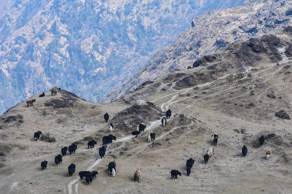 Photo of Into the Unknown Ridges of Singalila 9/12 by Saurav Ambashtha