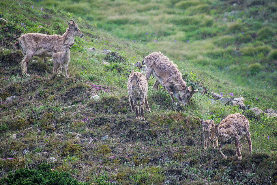 Photo of In pursuit of the origin of holiest river in himalayas 17/19 by Saurav Ambashtha