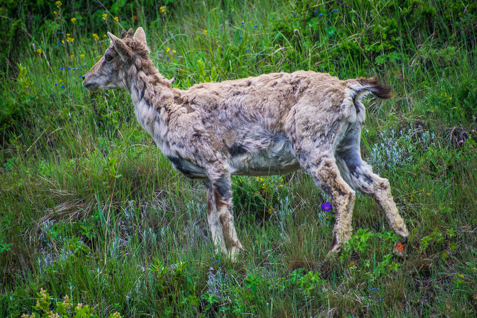 Photo of In pursuit of the origin of holiest river in himalayas 18/19 by Saurav Ambashtha