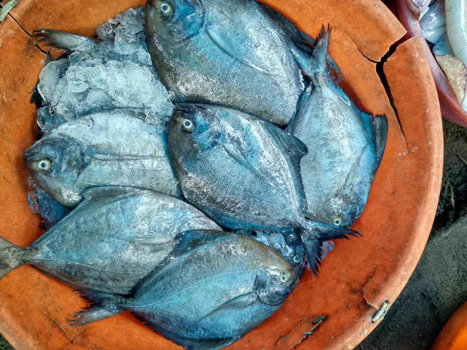 Photo of Kochi, Kerala, India by Dr Neeraj Garg