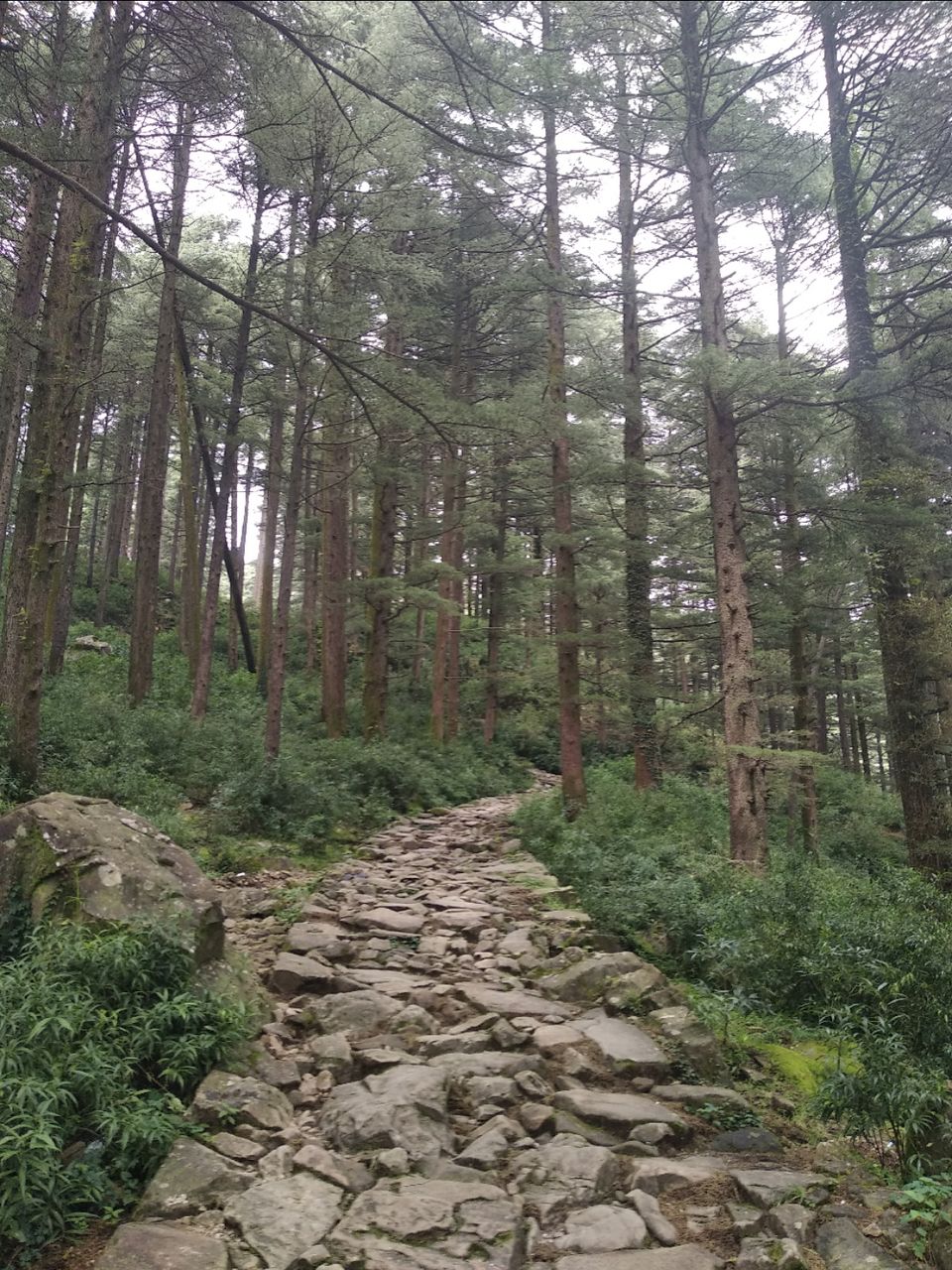 Photo of Dharamkot, Dharamshala, Himachal Pradesh, India by Dr Neeraj Garg