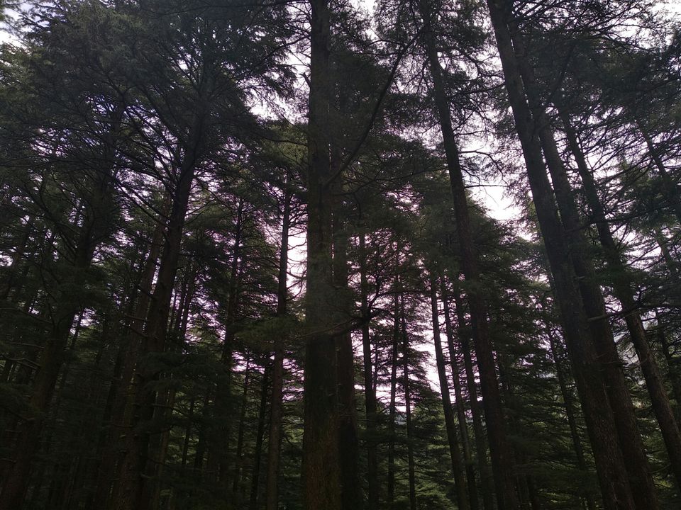 Photo of Dharamkot, Dharamshala, Himachal Pradesh, India by Dr Neeraj Garg