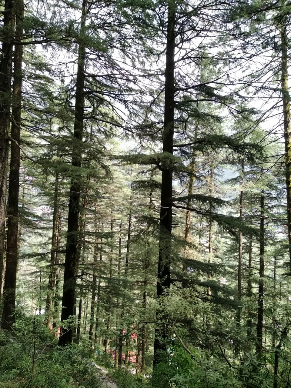 Photo of Dharamkot, Dharamshala, Himachal Pradesh, India by Dr Neeraj Garg