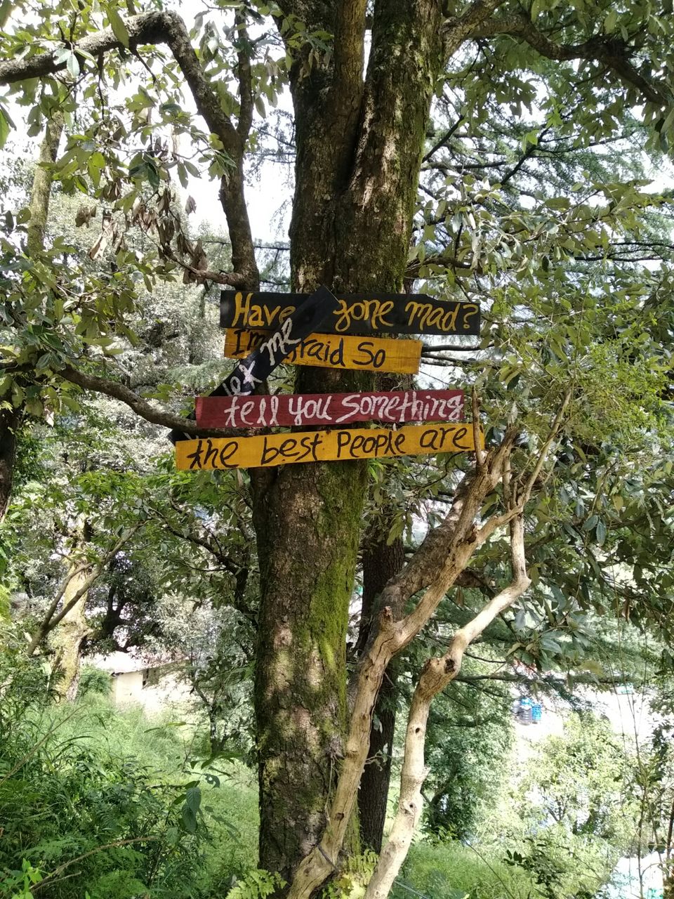 Photo of Dharamkot, Dharamshala, Himachal Pradesh, India by Dr Neeraj Garg