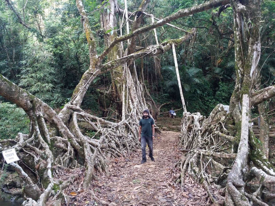 World Longest Living Root Bridge MEGHALAYA Tripoto