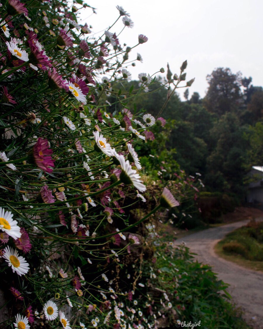 Photo of Himalyan Foothills Of Kausani! 3 Day Escapade. by Nida
