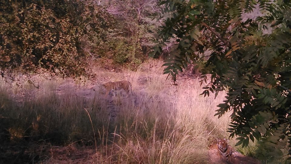 Photo of Ranthambore : People talk to animals 4/15 by Suvil sharma