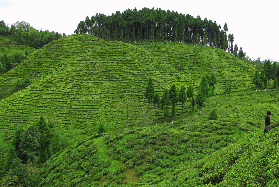 Time Travel to the Tea Gardens in North Bengal - Tripoto