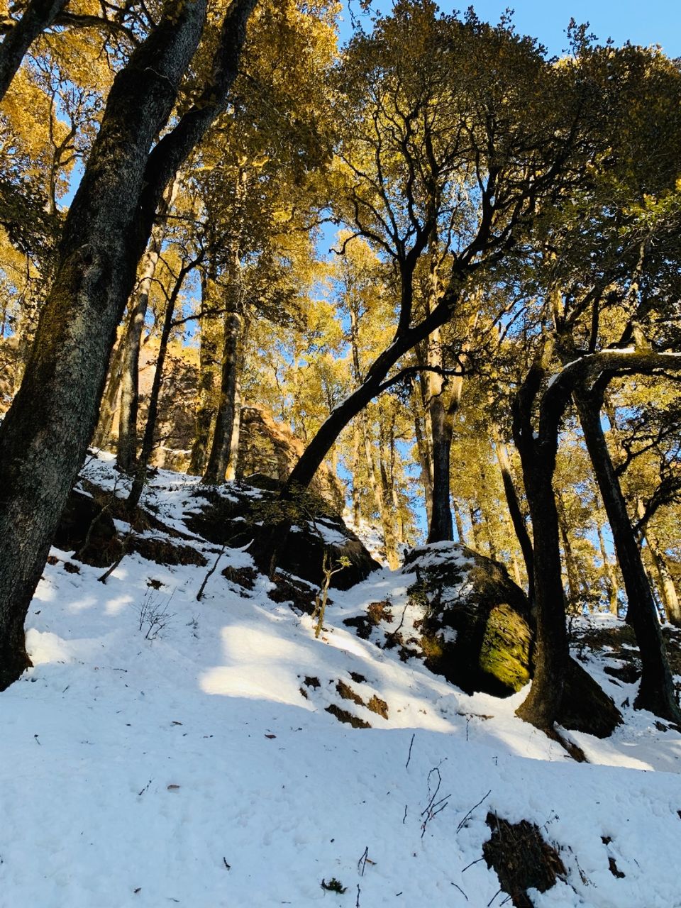 Photo of The Pristine Paths of Jibhi-Jalori Pass by Aparupa Datta