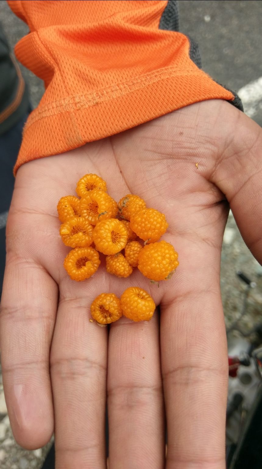 Photo of Badrinath, Uttarakhand, India by Amyth Singh