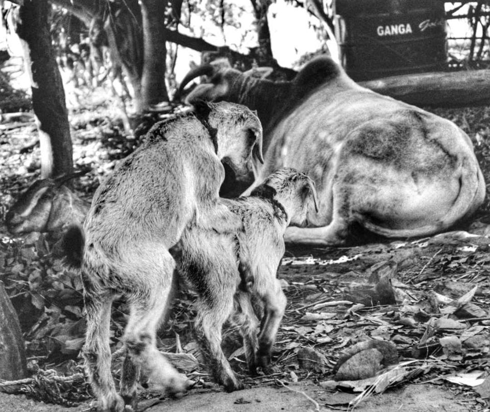 Photo of .On being Tourists in my own City Part 1-Rishikesh to Timli village by Amyth Singh