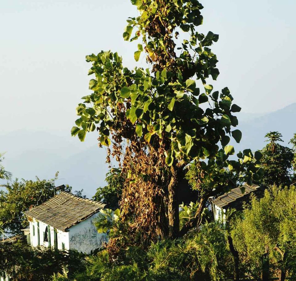 Photo of .On being Tourists in my own City Part 1-Rishikesh to Timli village by Amyth Singh