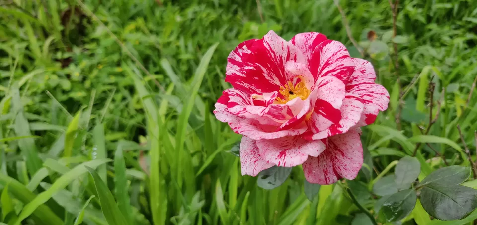 Photo of Kodagu, Karnataka, India by Kaval