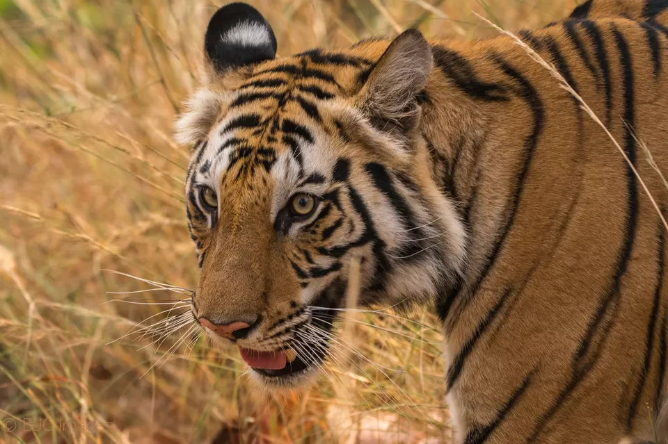 Photo of Bandhavgarh National Park, Tala, Madhya Pradesh, India by Ragini Mehra