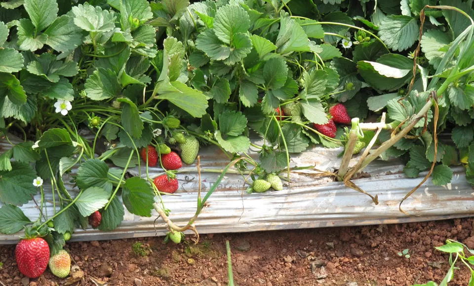 Photo of Mahabaleshwar, Maharashtra, India by Ragini Mehra