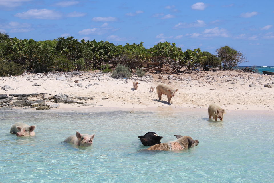 Photo of Exumas, The Bahamas by Ragini Mehra