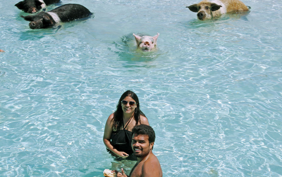 Photo of Everything You Need To Know About The Incredible Swimming Pigs of The Bahamas by Ragini Mehra