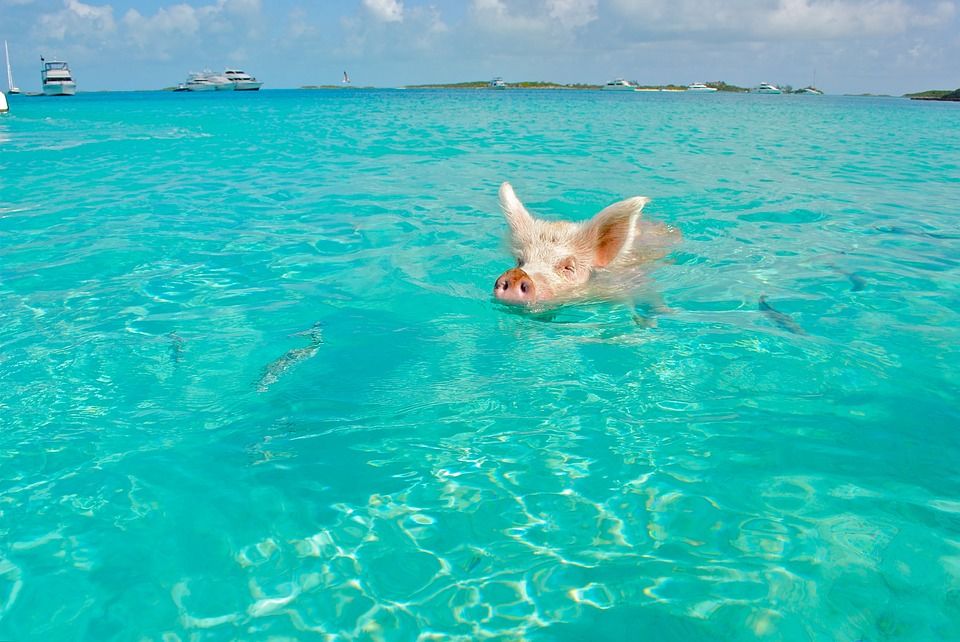 Photo of Everything You Need To Know About The Incredible Swimming Pigs of The Bahamas by Ragini Mehra