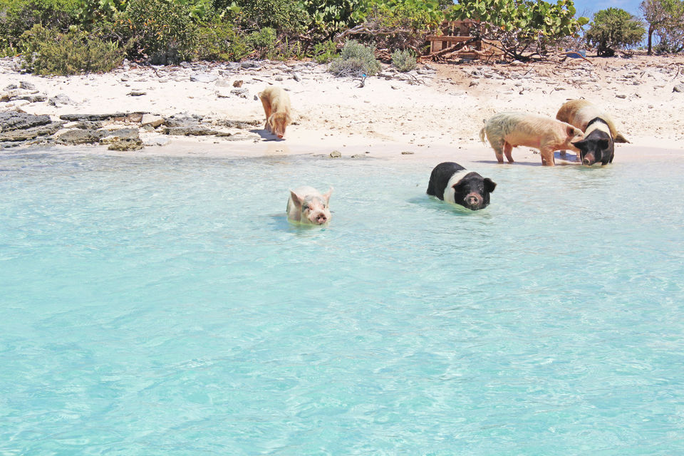 Photo of Everything You Need To Know About The Incredible Swimming Pigs of The Bahamas by Ragini Mehra