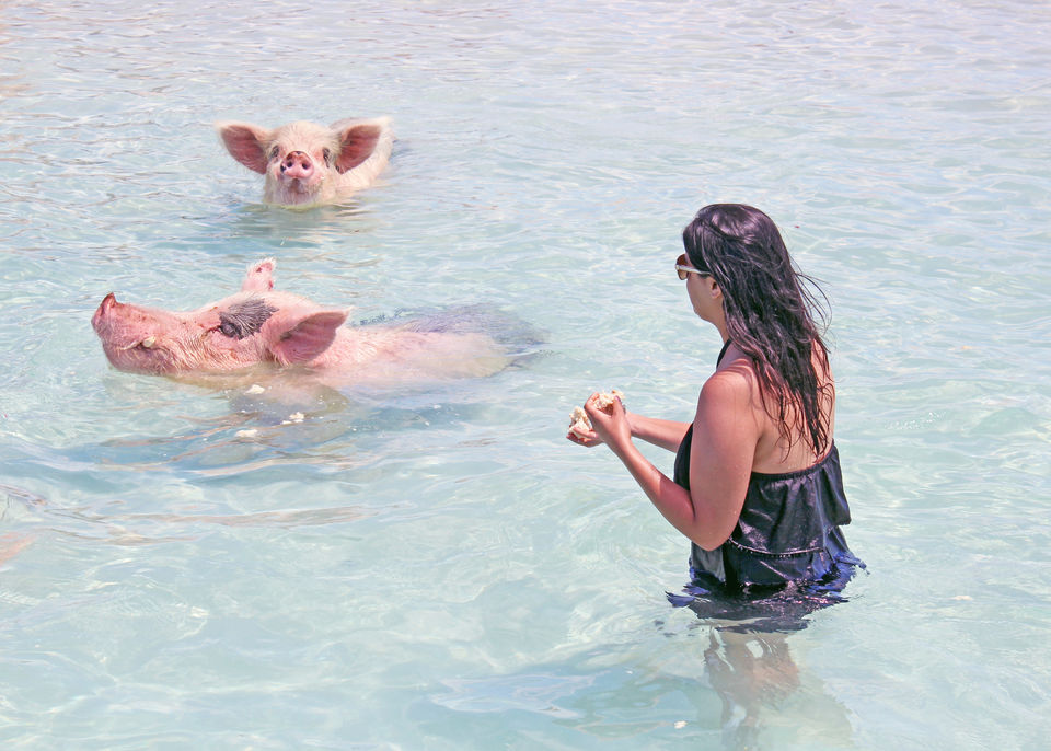 Photo of Everything You Need To Know About The Incredible Swimming Pigs of The Bahamas by Ragini Mehra