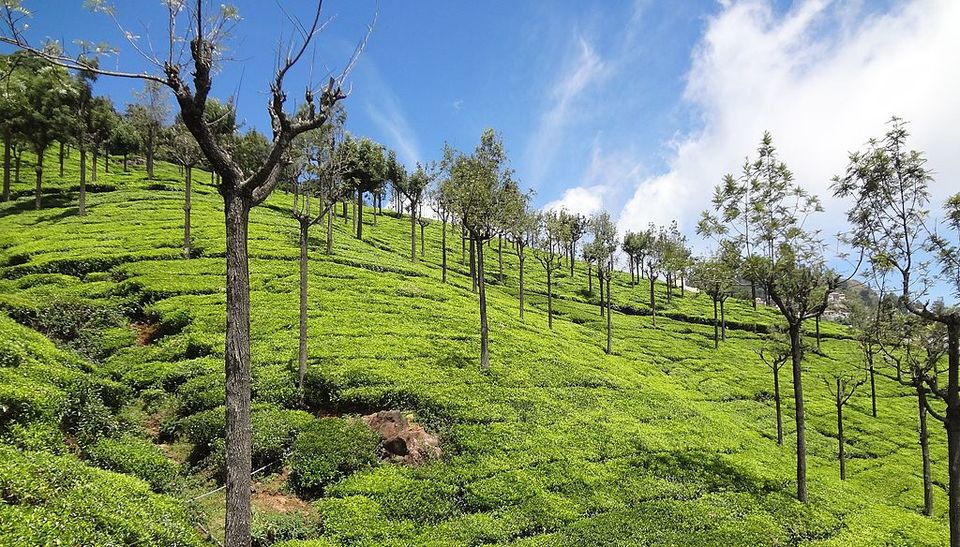 Photo of The Tea Factory and The Tea Museum, Thalayathimund, Ooty, Tamil Nadu, India by Ragini Mehra