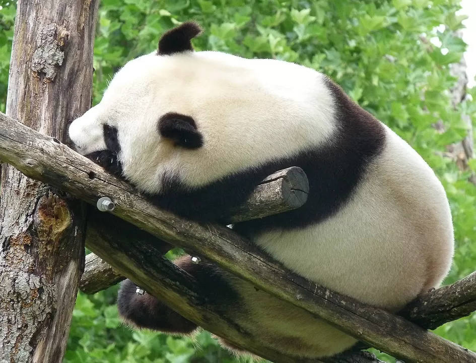 Photo of Chengdu, Sichuan, China by Ragini Mehra