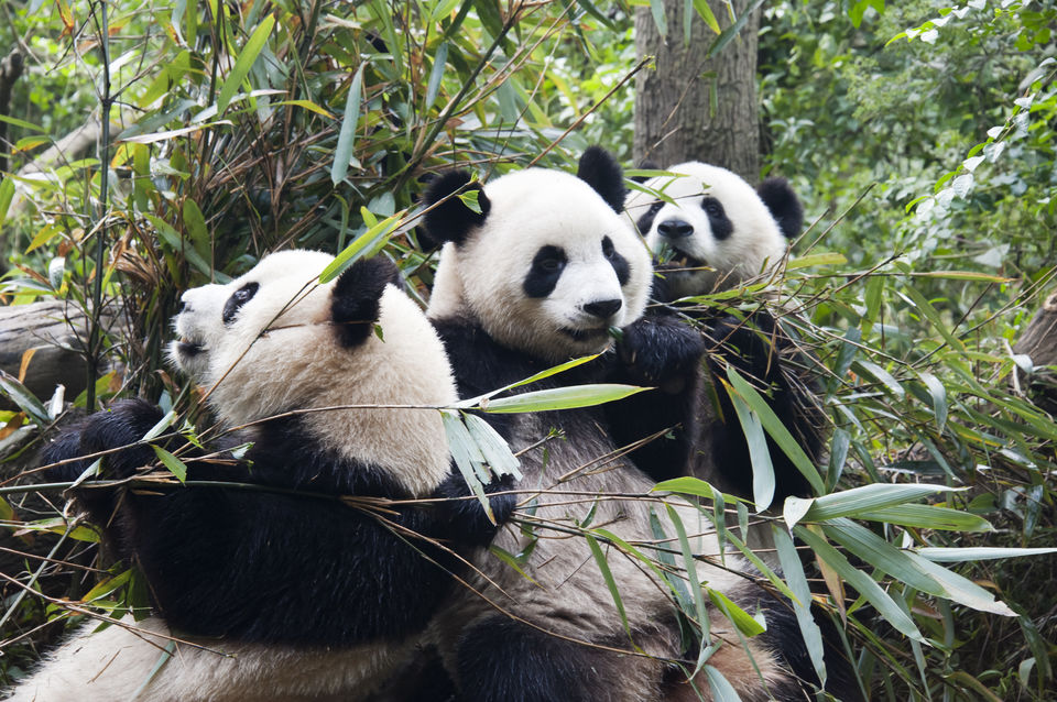 Photo of Chengdu, Sichuan, China by Ragini Mehra
