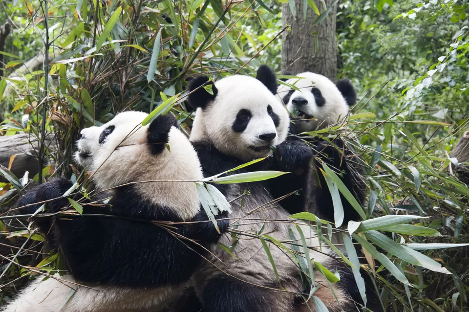 Photo of Chengdu, Sichuan, China by Ragini Mehra