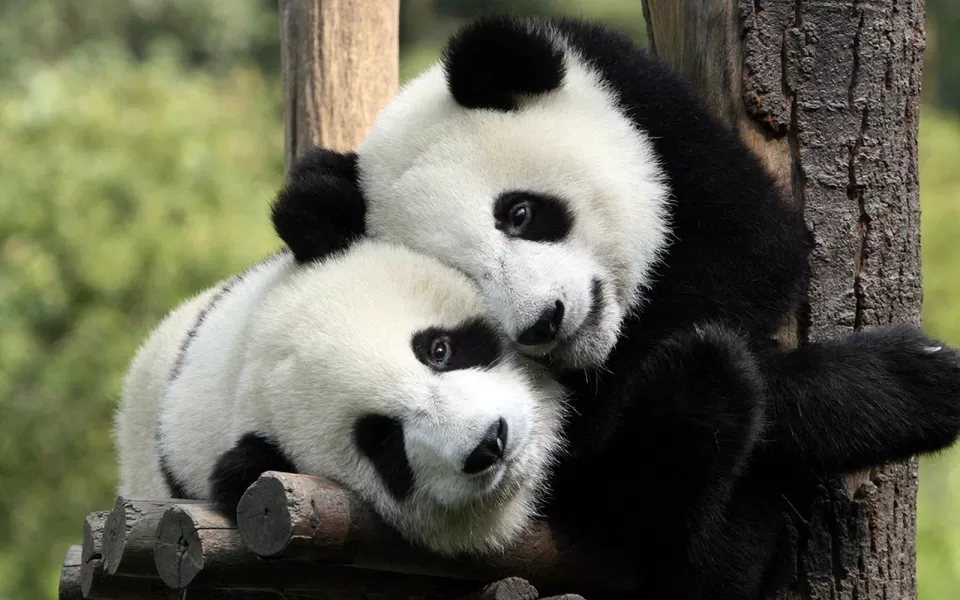 Photo of Your Guide To An Epic 2-Week Holiday in China by Ragini Mehra