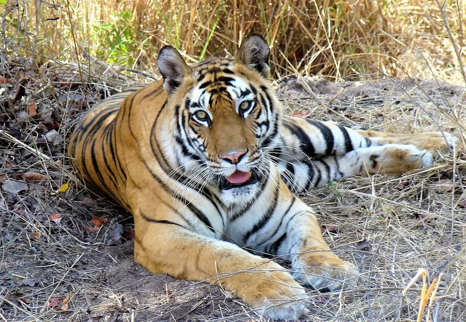 Photo of Bandhavgarh National Park Safari Tour Operator, Yashwar Nagar, Kanchan Vihar, Vijay Nagar, Jabalpur, Madhya Pradesh, India by Ragini Mehra